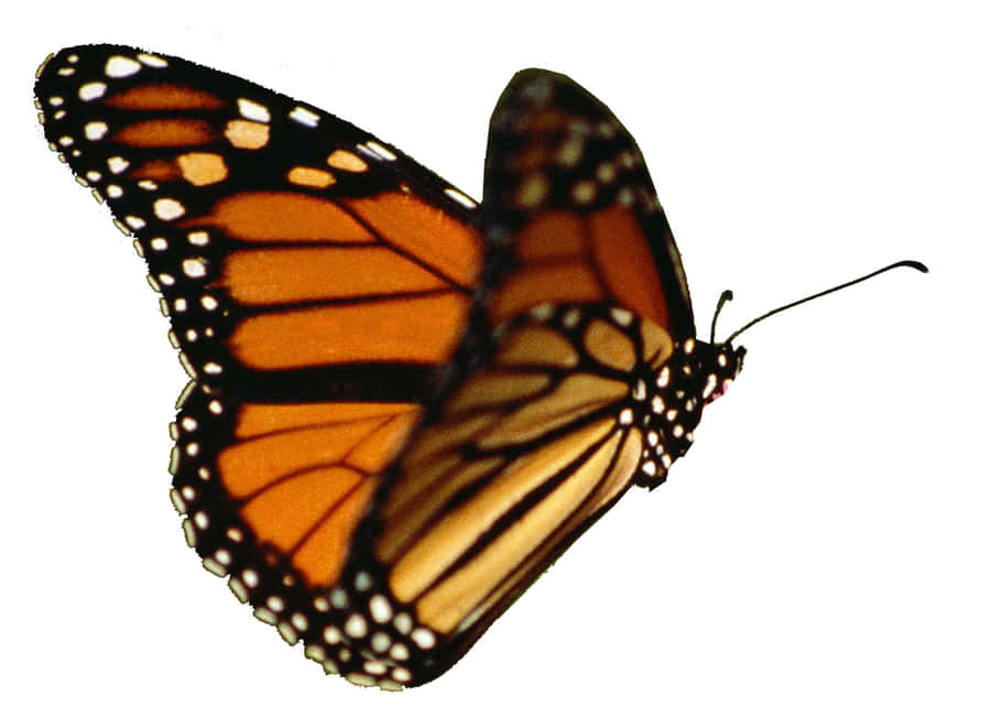 "Capturaun aleteo de mariposas"
