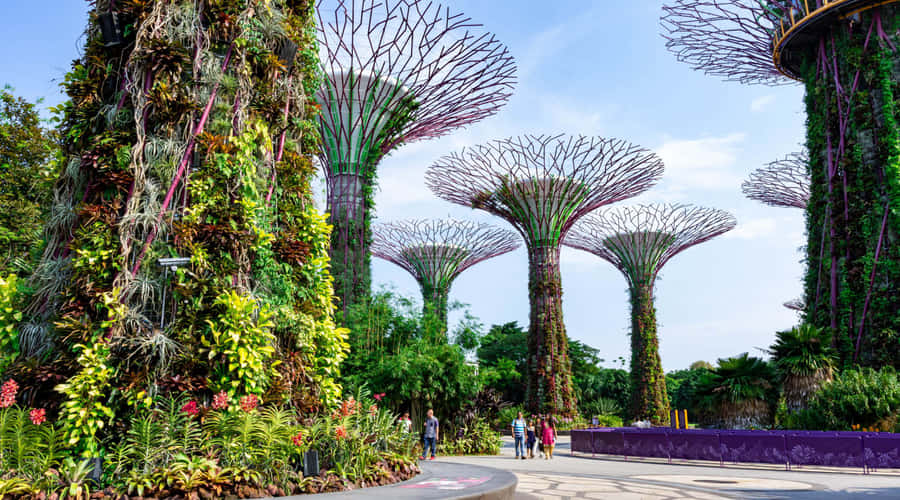 Gärten an der Bucht Supertree Grove Singapur