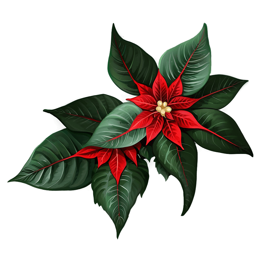 Velvet Poinsettia Leaf PNG 4