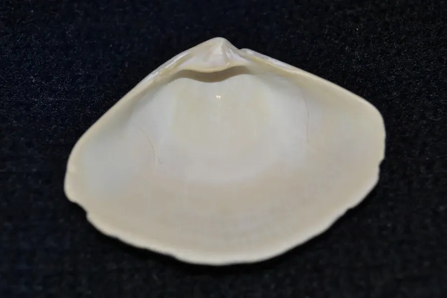 Single White Seashellon Black Background