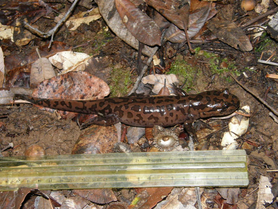 Stilla Större Salamander i Naturlig Livsmiljö