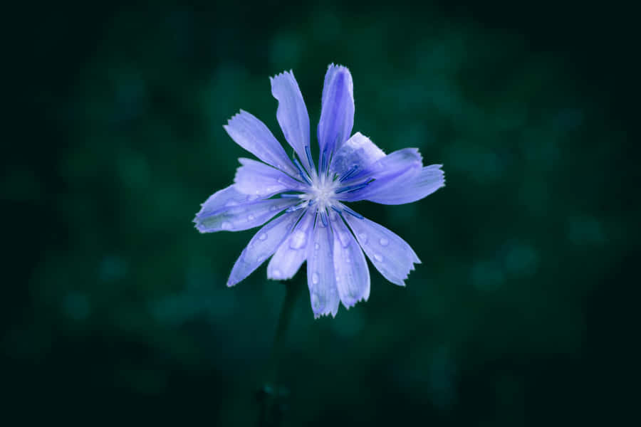 Taugeküsster lila Blume dunkler Hintergrund