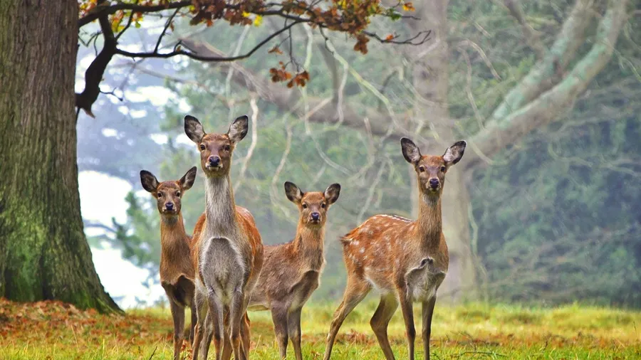 Deer background