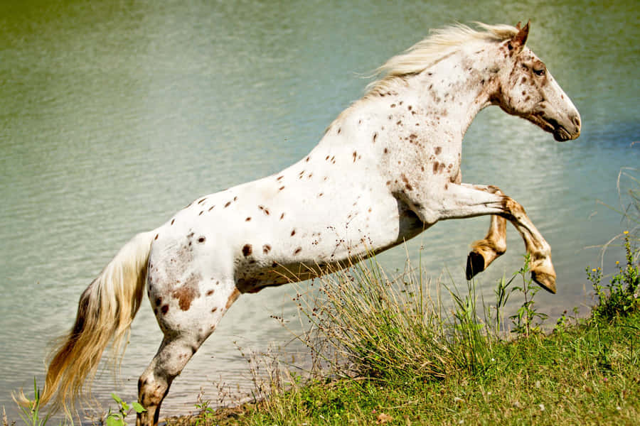 Dasmajestätische Appaloosa-Pferd