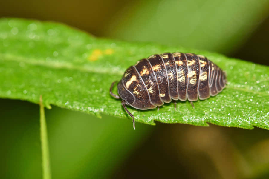 Sæbug på Grøn Blad