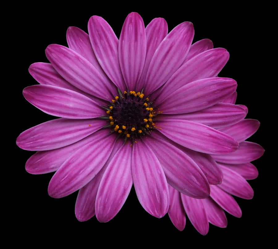 Vibrant Purple Daisy Black Background