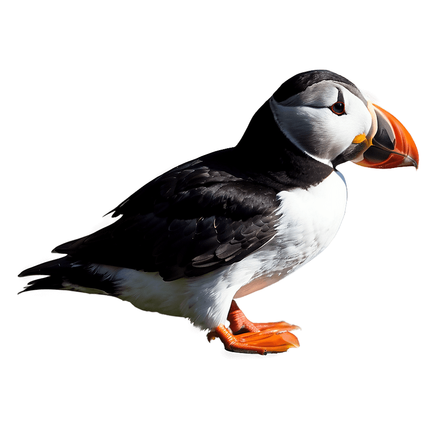 Puffin Profile View PNG 90