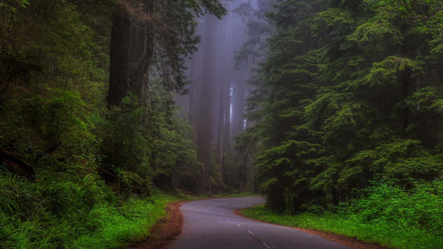 ParcoNazionale di Redwood Foresta fitta e nebbiosa