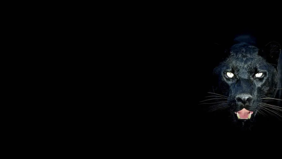 Dark Animals