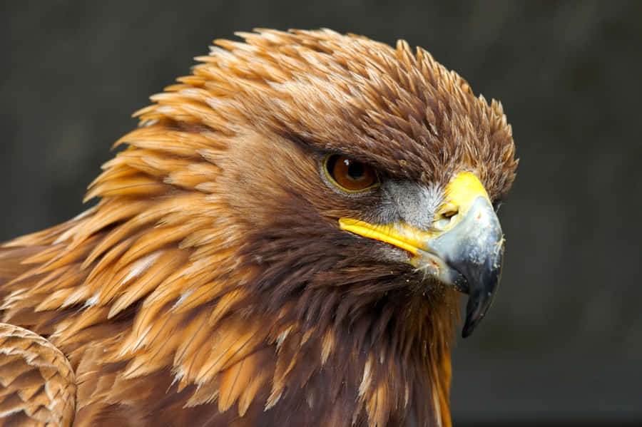 Den majestætiske guldørn tapet vise et stort fugl i dets naturlige habitater.