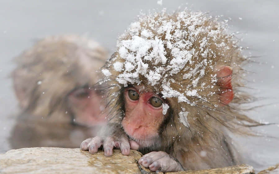Papelde parede de animais de inverno com resolução de 1600 x 1000
