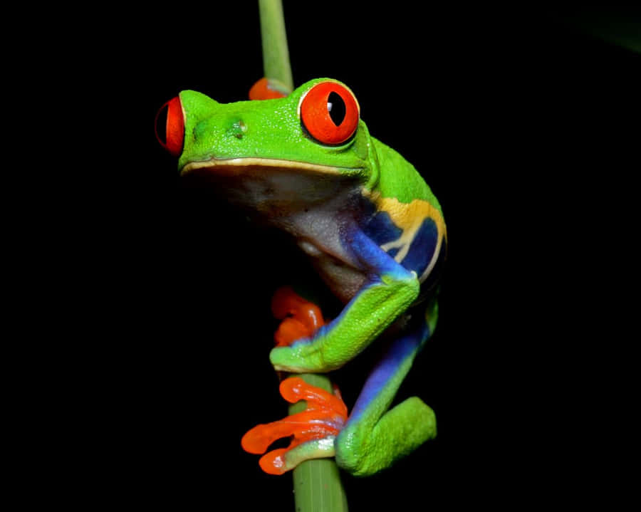 Sapo de Olhos Vermelhos Vibrantes
