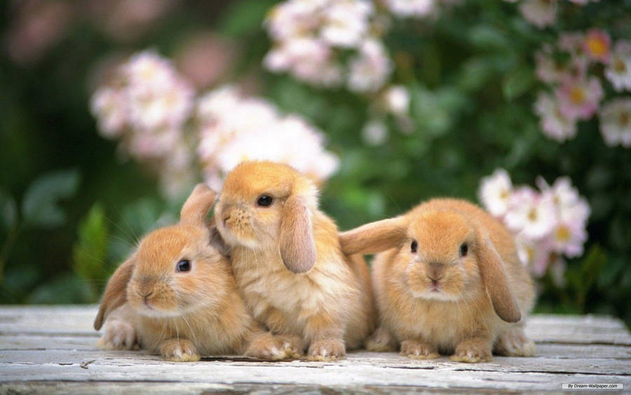 Rabbits With Lop Ears wallpaper