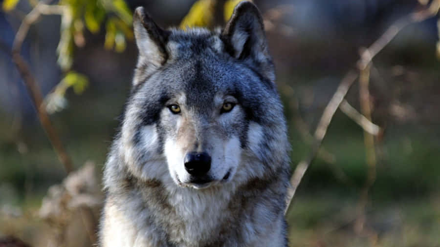 GrauerWolf 1920 x 1080 Hintergrundbild