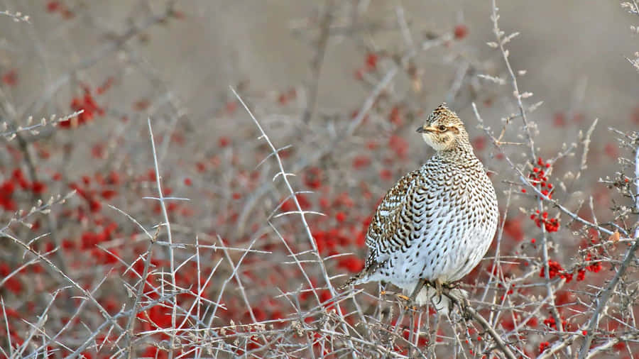 Auerhuhn unter roten Beeren