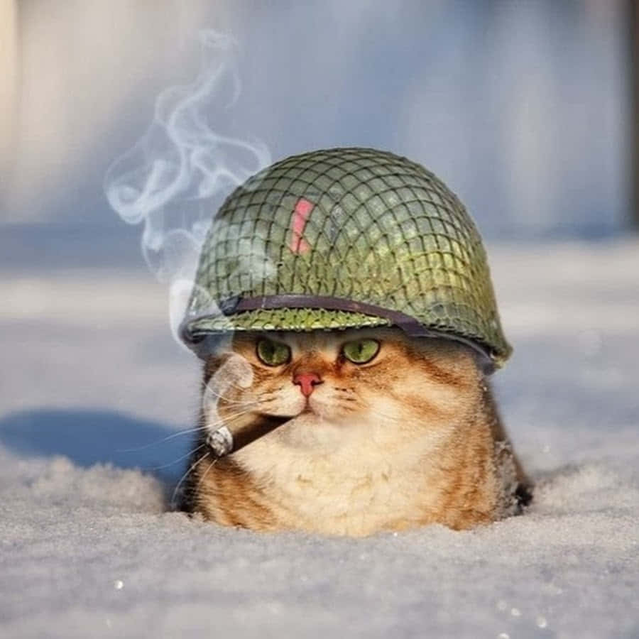 Enkat iført en militær hjelm i sneen.