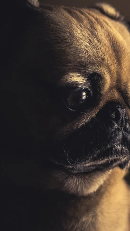 Pug
