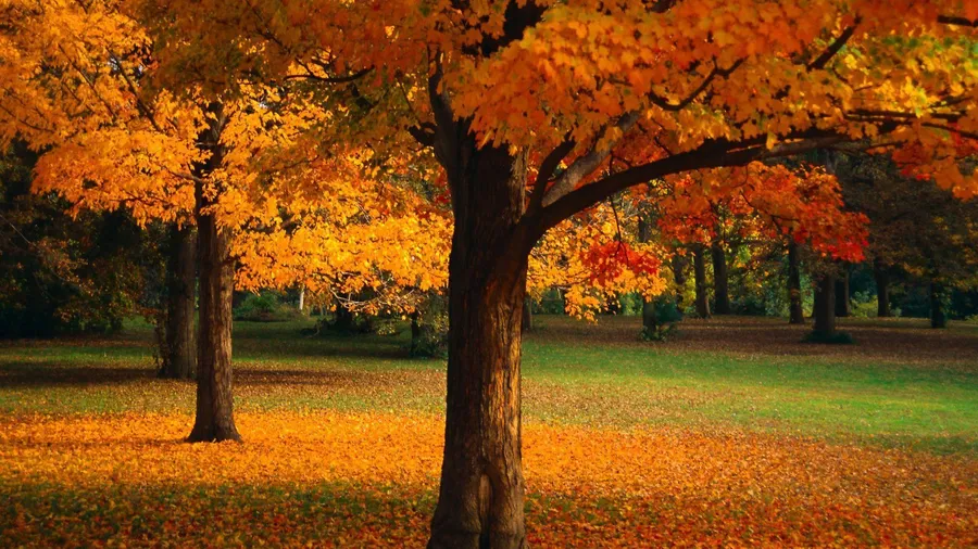 trees pictures
