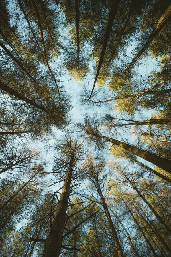 Vista da Copertura da Floresta Skyward