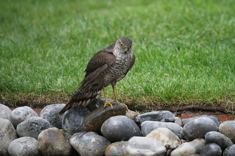 Einbrauner Vogel sitzt auf Felsen in einem grasbewachsenen Bereich.