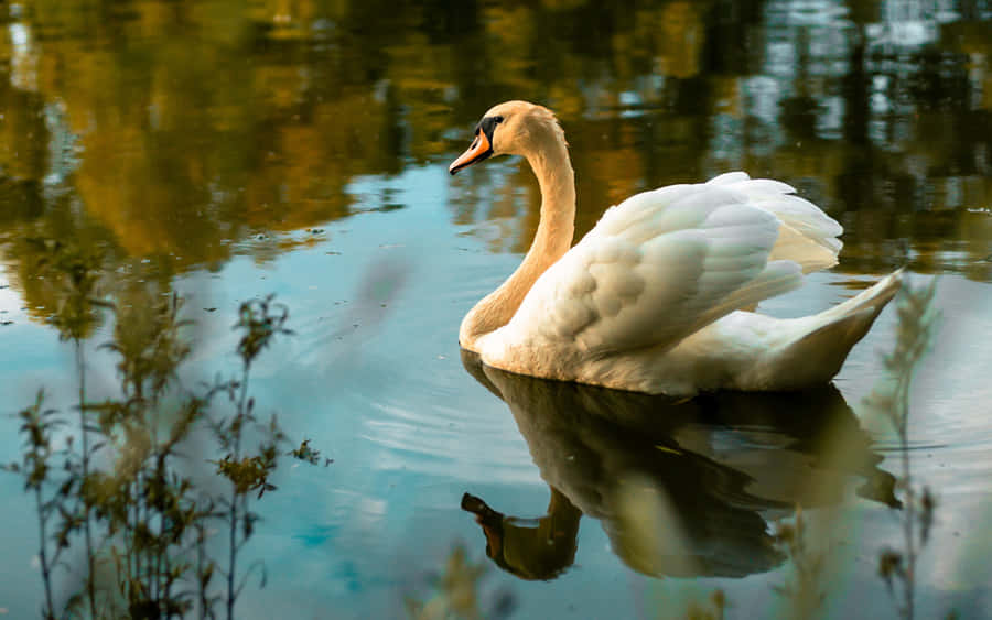 Ruhiger Schwanensee-Spiegelung