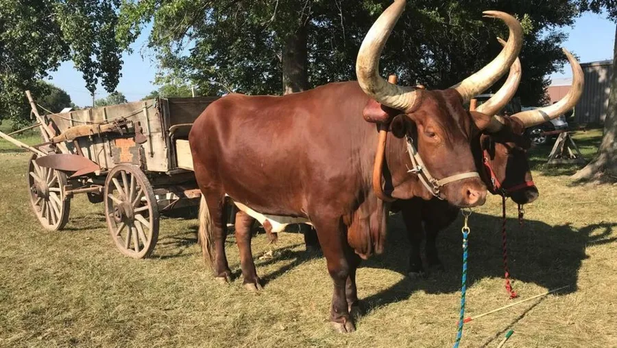 Ox pictures