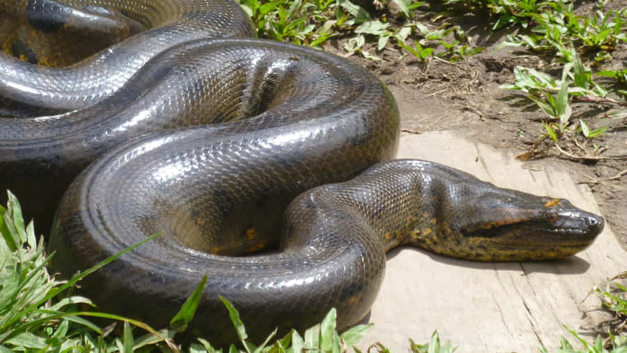 Riesige Anaconda ruht