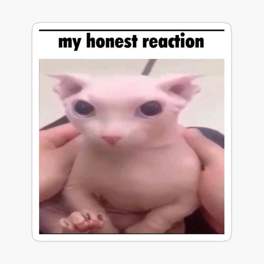 Grumpy Kat Achtergronden