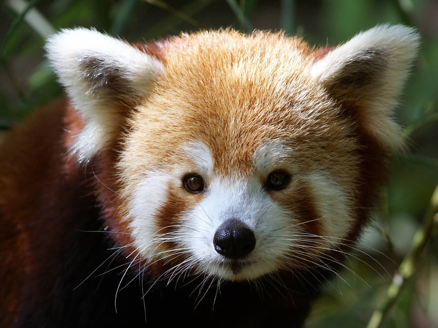 Download Red panda, muzzle, fur Wallpaper | Wallpapers.com