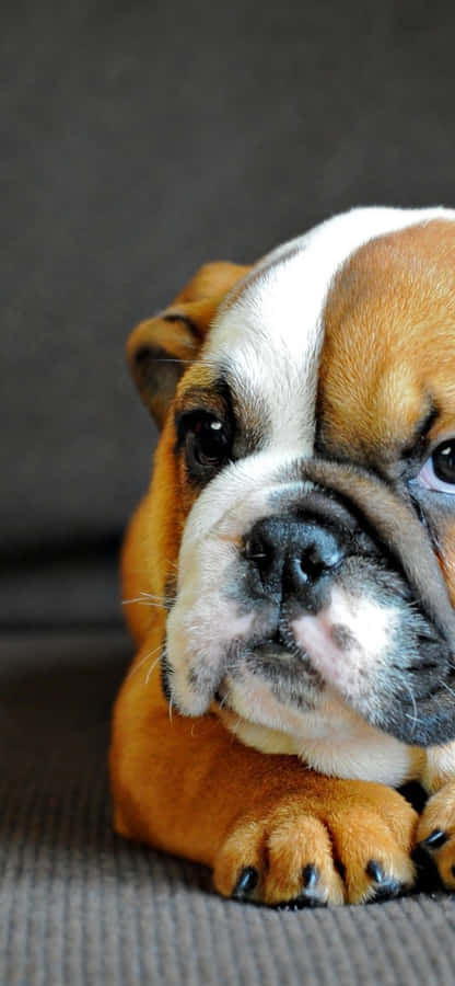 Dejligtsødt hvalpebulldogbillede