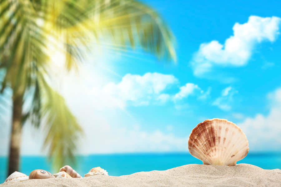 Muschelnauf einem Strand-Sand-Hintergrund