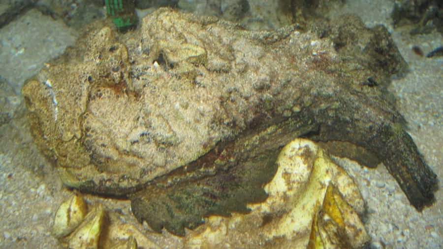 Peixe Pedra Camuflado Mestre Aquático do Disfarce
