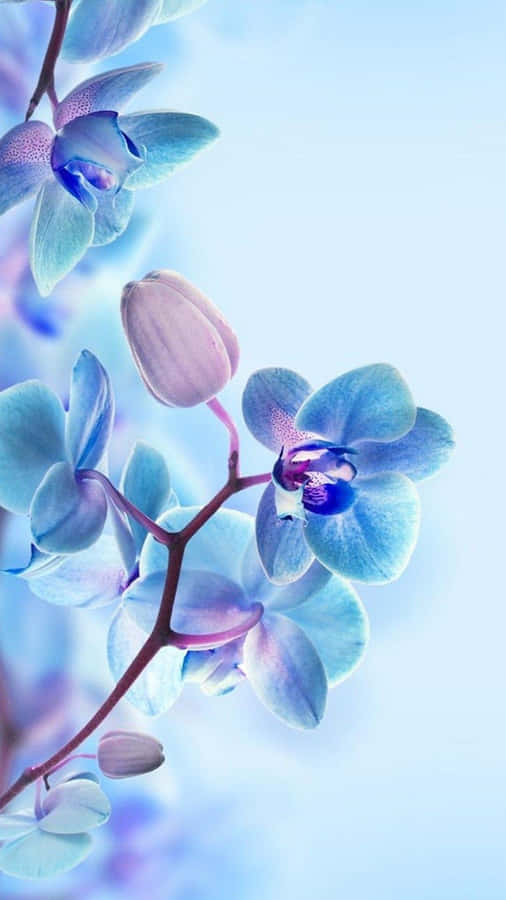 3DBlomst 1080 x 1920 baggrundsbillede.