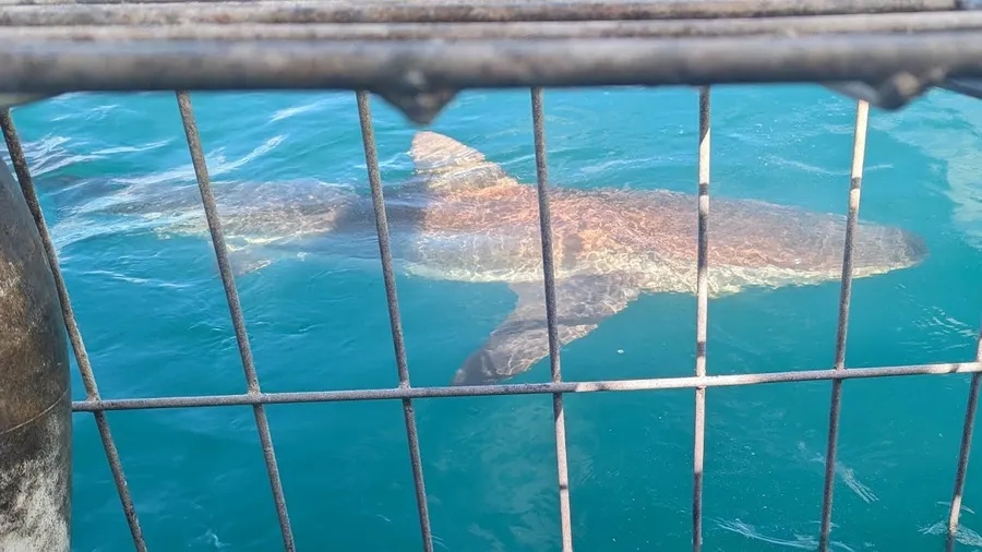 Copper Shark Behind Bars