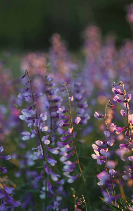 Vildeblomster på engen 840 x 1336 tapet