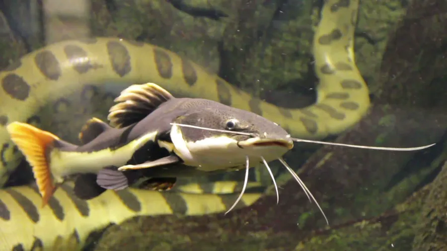 catfish