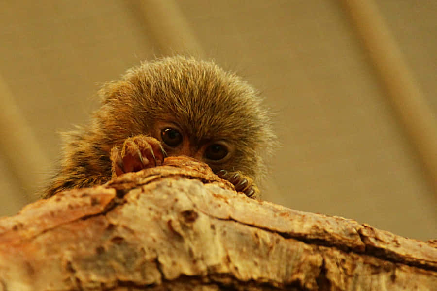 Marmoset che Spia Dietro la Corteccia di un Albero