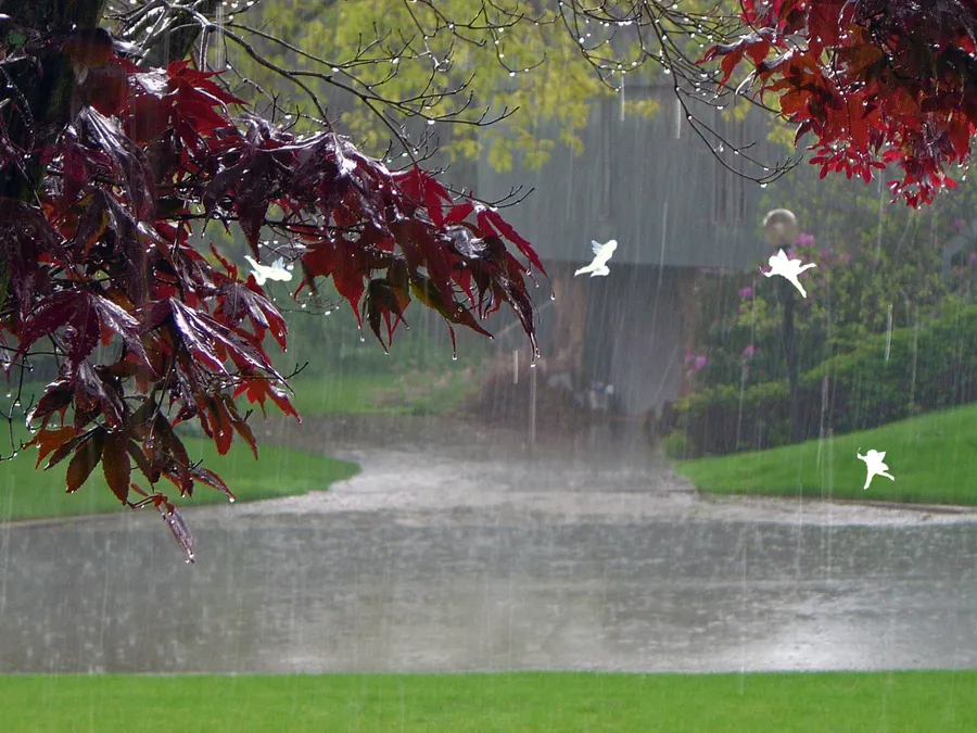 Rainy pictures