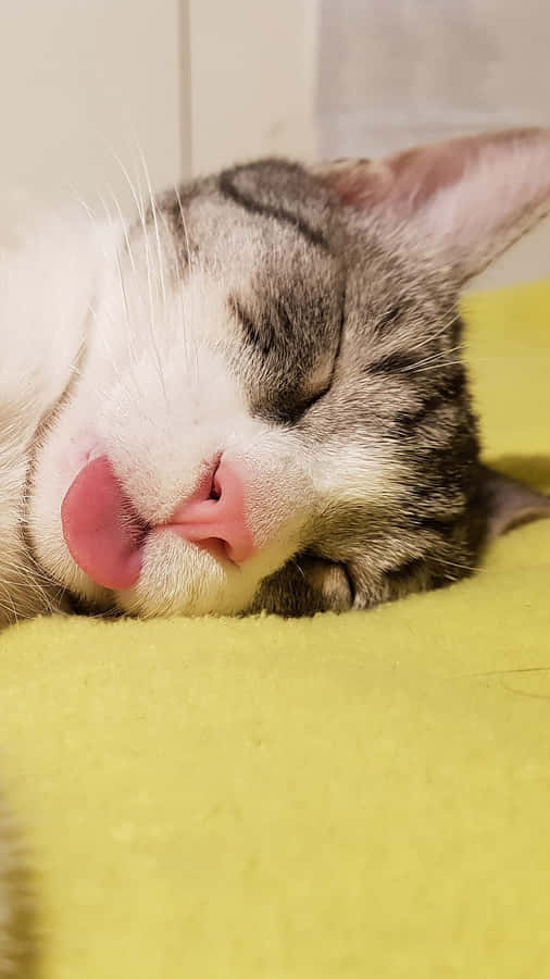 En kat sover på en pude