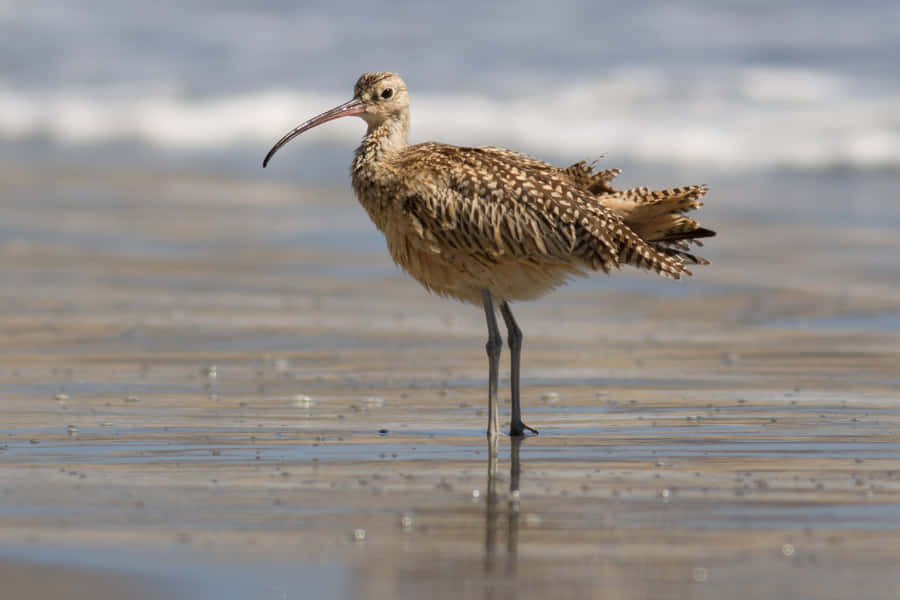 Curlew de Bico Longo na Praia