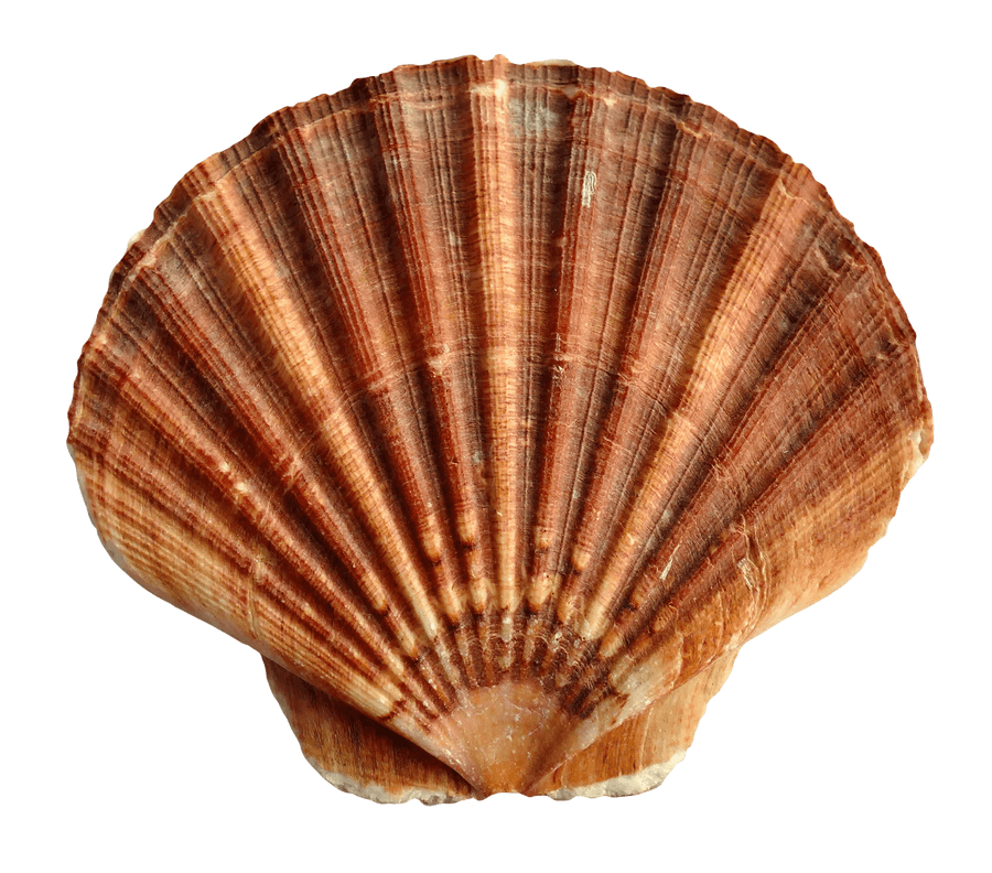 Brown Striped Scallop Shell