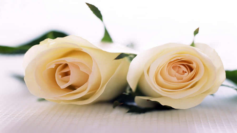 Fundode tela com Rosas de cor creme em resolução 1080p.