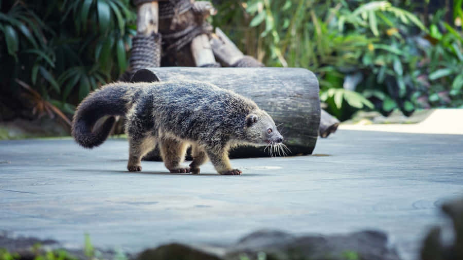 Binturong geht im Freien