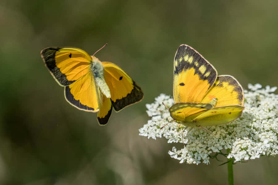 Farfalle Zolfo su Fiore