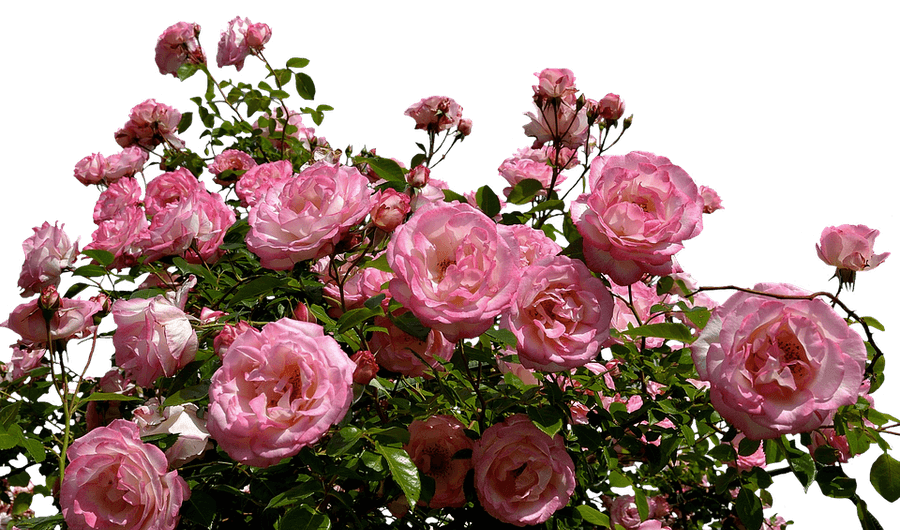 Blooming Pink Roses Against Sky