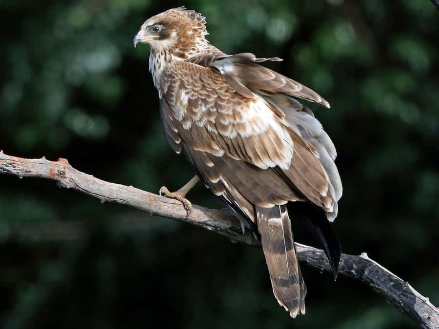 Harrier Majestoso Empoleirado em um Galho