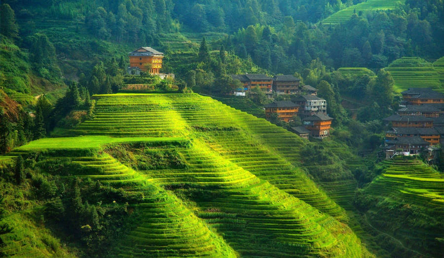 Greenery Wallpapers Image