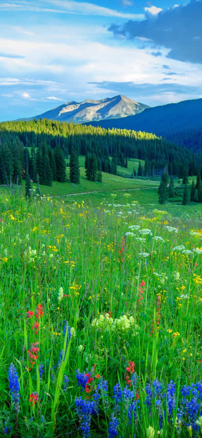 Bergwiese Blumen Sonnenuntergang
