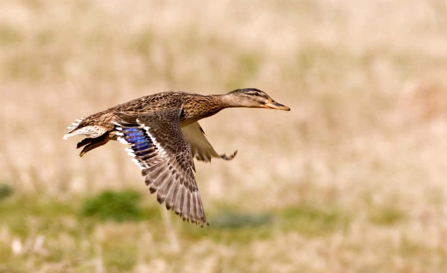 Pato Macho em Voo