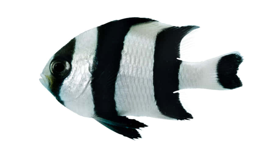 Perfil de Peixe-Dama Listrado